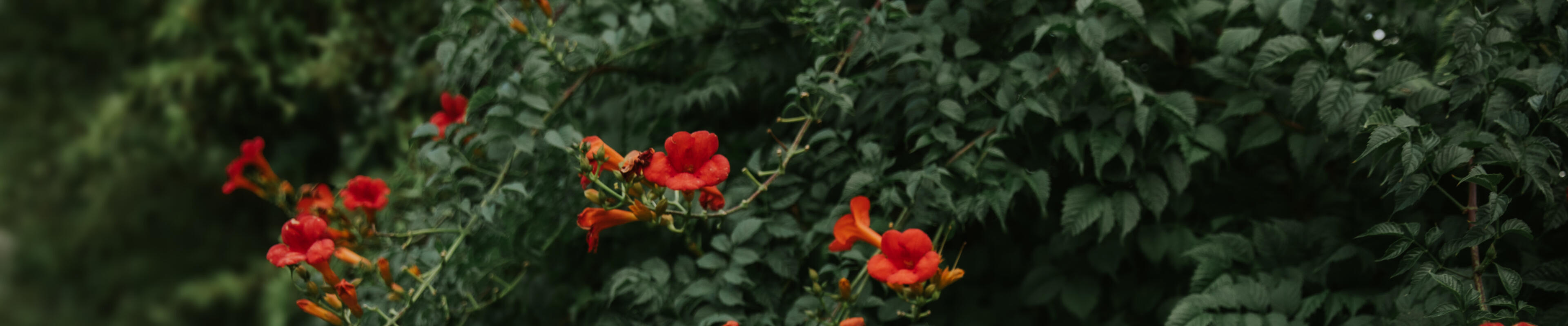 Close-up of red and orange flowers with green leaves